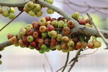 榕果基部收縮成柄，成熟時綠色、黃色或紅色，有黃綠色的斑點與條紋。