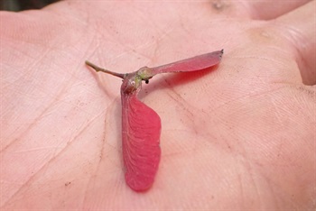 翅果，成熟時由紅色轉為黃色，其翅幾乎完全水平展開，就像一個「人」字。