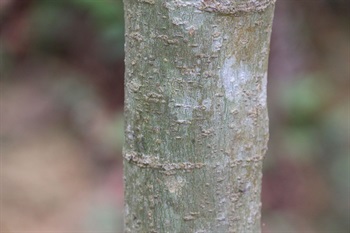樹皮光滑，呈褐色或暗褐色。