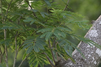 二回羽狀複葉。小葉片斜線形至長圓形，基部截形，頂端細尖，葉緣具毛，中脈靠近上葉緣。