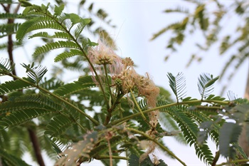 圓錐花序，頂生。花朵芳香，呈粉紅色，雄蕊眾多。