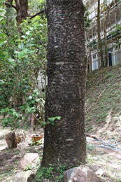 南洋杉的樹幹。