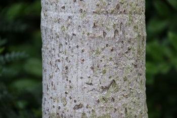 莖樹狀，直立，灰色，具明顯葉痕。