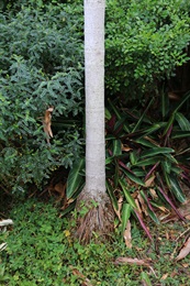 檳榔的樹幹。