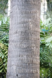 樹幹光滑，灰色，具不規則環狀葉痕及垂直裂隙。