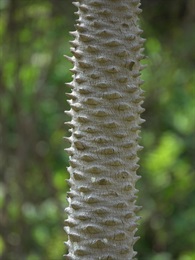 主莖灰白色，上面有許多宿存的三角狀葉柄基部，螺旋狀排列，像爬行動物的鱗片。