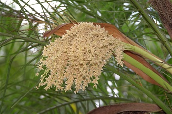 一束束米黃色的花序下垂，像一串串的米粒般。