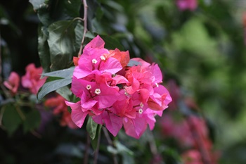 雌雄同株。花朵常3朵簇生於苞片連接處，並排列成頂生圓錐花序。苞片3片，葉狀，宿存。