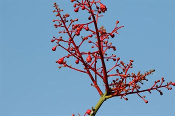 雌雄同株。圓錐花序頂生於無葉小枝上。花朵缺少花瓣，只有5片部分合生的萼片，鐘形，呈朱紅色。