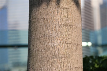 樹皮呈灰色，光滑，具明顯葉痕。