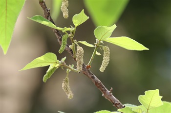 雌雄異株，單性花。雄性花序為葇荑花序，圓柱狀。