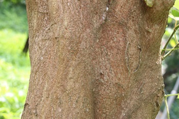 樹皮灰棕色，光滑並具縱裂紋。