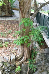 構樹的樹幹。