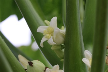 花單性或兩性，花冠筒呈乳白色。