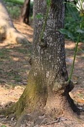 黧蒴錐的樹幹。