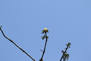 Flowers fascicled in leaf axils on upper part of twigs, subterminal, solitary or in fascicles.