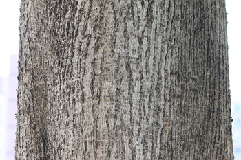 Bark greyish brown, stem spiny when young.