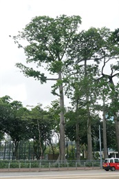 Overview of <em>Ceiba pentandra</em> (L.) Gaertn..