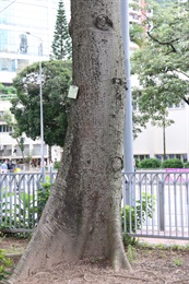 Trunk of <em>Ceiba pentandra<em> (L.) Gaertn.. Strong buttresses root in old trees.