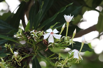 聚伞花序，芳香。花瓣5片，呈白色，中间呈粉色。