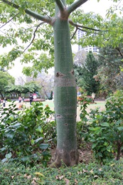絲木棉的樹幹。