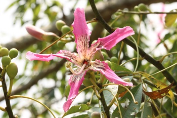 單生花或2-3朵簇生於頂端葉腋。花瓣5片，呈粉紅色，微黃色，正面白色具深色條紋。