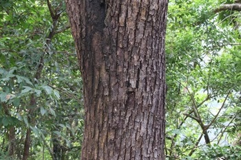 Bark greyish brown, peeling off in flakes. Branchlets robust, dark purplish brown, glabrous, lenticellate.