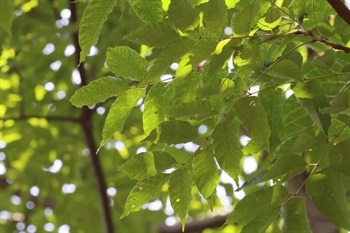 Leaves imparipinnate, rachis glabrous or puberulous; petioles inflated at base, puberulous; leaflets 7-15, opposite or alternate; petiolules glabrous to puberulous; leaf blade papery, ovate to lanceolate, base nearly oblique, broadly cuneate to rounded, apex long-acuminate, entire or serrate; puberulous or sub-glabrous on both leaf surfaces or with tufts of hair in the axils of veins abaxially, l