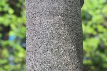 Puberulous when young, shedding when mature. Bark dark brown, branchlets pubescent, wrinkled when dry.