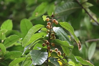 Figs yellow or reddish-brown, solitary or paired, axillary, globose or subglobose, sessile, basal bracts 3.