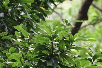 Stipules fugacious. Leaves leathery, oblanceolate, oblong to elliptic, tawny and shiny when dry adaxially, small, scattered tubercles abaxially base obtuse or cuneate, apex short-acuminate, margin entire, with axillary glands; lateral veins 7-11 pairs, midvein and lateral veins prominent abaxially.