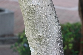 Trunk is straight and columnar with smooth grey bark. Buds, young twigs, young leaves and petioles covered with pale yellow appressed hairs. Stipular scars exceeding middle of petioles. Petioles 2-4 cm.