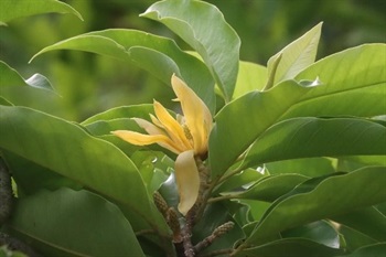 Flowers fragrant, light yellow. Tepals oblanceolate, gynoecium with trichomes.