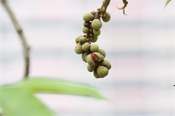 Aggregate fruit, drooping, follicles obovoid-ellipsoid, tuberculate. Seed rugose.