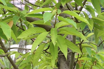 Leaves lanceolate-ovate or lanceolate-long elliptic, abaxially slightly puberulous, base broadly cuneate, cuneate, or rounded, apex long acuminate or subcaudate. Stipules is hairy and attached to petiole, leaving a ring-like stipular scar on the branches when it fallen.