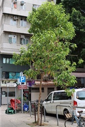 Overview of Michelia champaca L..