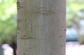 Bark greyish green, smooth, shallowly striate. Branchlets densely covered with towny tomentose.