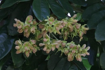 Panicles terminal, or racemes axillary, densely appressed brownish tomentose. Calyx campanulate; teeth ca. 2/3 length of calyx, triangular-ovate, densely appressed brownish tomentose on both surfaces. Corolla greenish white, margin green and slightly purplish; wings purplish green, obovate-oblong; keel obovate-oblong. Stamen free, unequal; filaments light green; anthers light greyish purple. Ovary