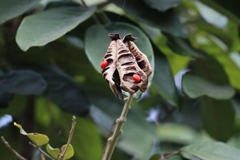 Legumes compressed, oblong, apex beaked; valves purplish brown, leathery, glabrous, internally septate. 