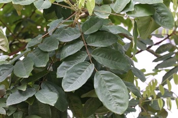 Leaves imparipinnate, leaflets 3-7; blades elliptic or oblong-elliptic, leathery, abaxial surface and petiole densely appressed yellowish brown tomentose, adaxial surface dark green and glabrous, base rounded or broadly cuneate, sometimes slightly cordate, margin slightly repand, apex broadly rounded or acute, blunt or mucronate; lateral veins 6-11 pairs.