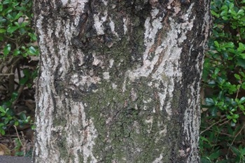 Bark greyish brown, branchlets yellowish brown, glabrous.