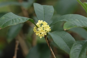 Cymes fasciculate in leaf axils, bracts broadly ovate. Corolla yellowish white, pale yellow or orange, stamens attached to middle of corolla‑tube; connective elongate into an obscure mucro in anther.