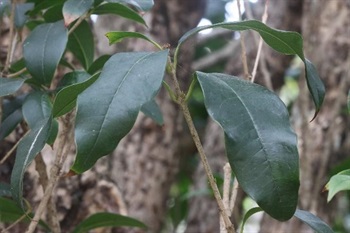 Leaf opposite, leaf blade elliptic to elliptic‑lanceolate, apex acuminate, base cuneate, margin entire or serrulate on upper half, midvein and lateral veins impressed adaxially, raised abaxially.
