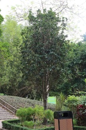 Overview of Osmanthus fragrans (Thunb.) Lour..