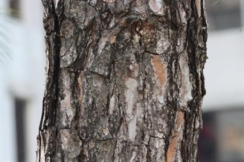 Bark orange or purple-brown, furrowed into irregularly oblong, large, papery, scaly plates; branchlets growing twice or more each year, orange-brown, later becoming brown to greyish brown, stout, roughly scaly; winter buds silvery brown, cylindric, scales lashes at margin.