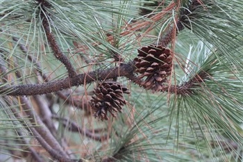 Apophyses lustrous, slightly raised; umbo depressed-pyramidal, with a short, stout prickle.