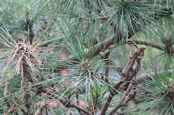 Needles 2 or 3 per bundle, stout, yellow or blue-green, margin finely serrulate.