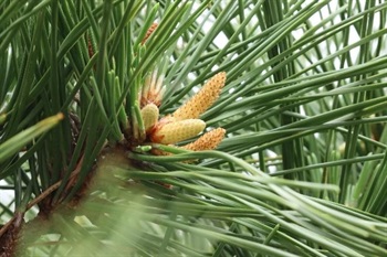 Seed cones solitary or paired, pedunculate, peduncle to 3 cm, pale brown, ovoid or ovoidcylindric when open, maturing in 2 years, then falling the year after seeds shed.