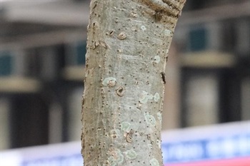 Bark green, branchlets stout, stem fleshy, smooth and glabrous, wounds emit poison white latex.