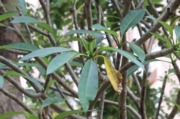 Leaf alternate, thick papery, cluster on apex of branch, oblong-oblanceolate or oblong, apex shortly acuminate, base narrowly cuneate. Deep green adaxially, pale green abaxially, both sides glabrous, midvein emarginate adaxially, slightly raised abaxially, glands on petiole base, glabrous.